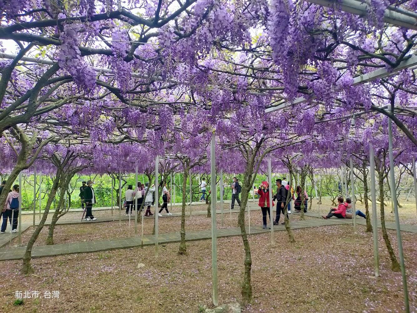 2026全台紫藤花季懶人包：淡水、瑞里、武陵農場紫色秘境全攻略，預約一場春季浪漫瀑布