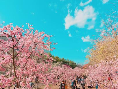 2026全台賞櫻景點懶人包：后里粉紅隧道、三峽山頭花海與陽明山秘境，春季四大必訪浪漫聖地全紀錄