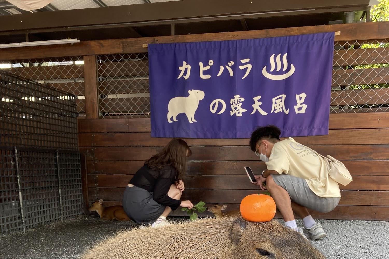 2026宜蘭療癒首選！張美阿嬤農場：近距離互動水豚君與日式和服體驗的親子旅遊聖地