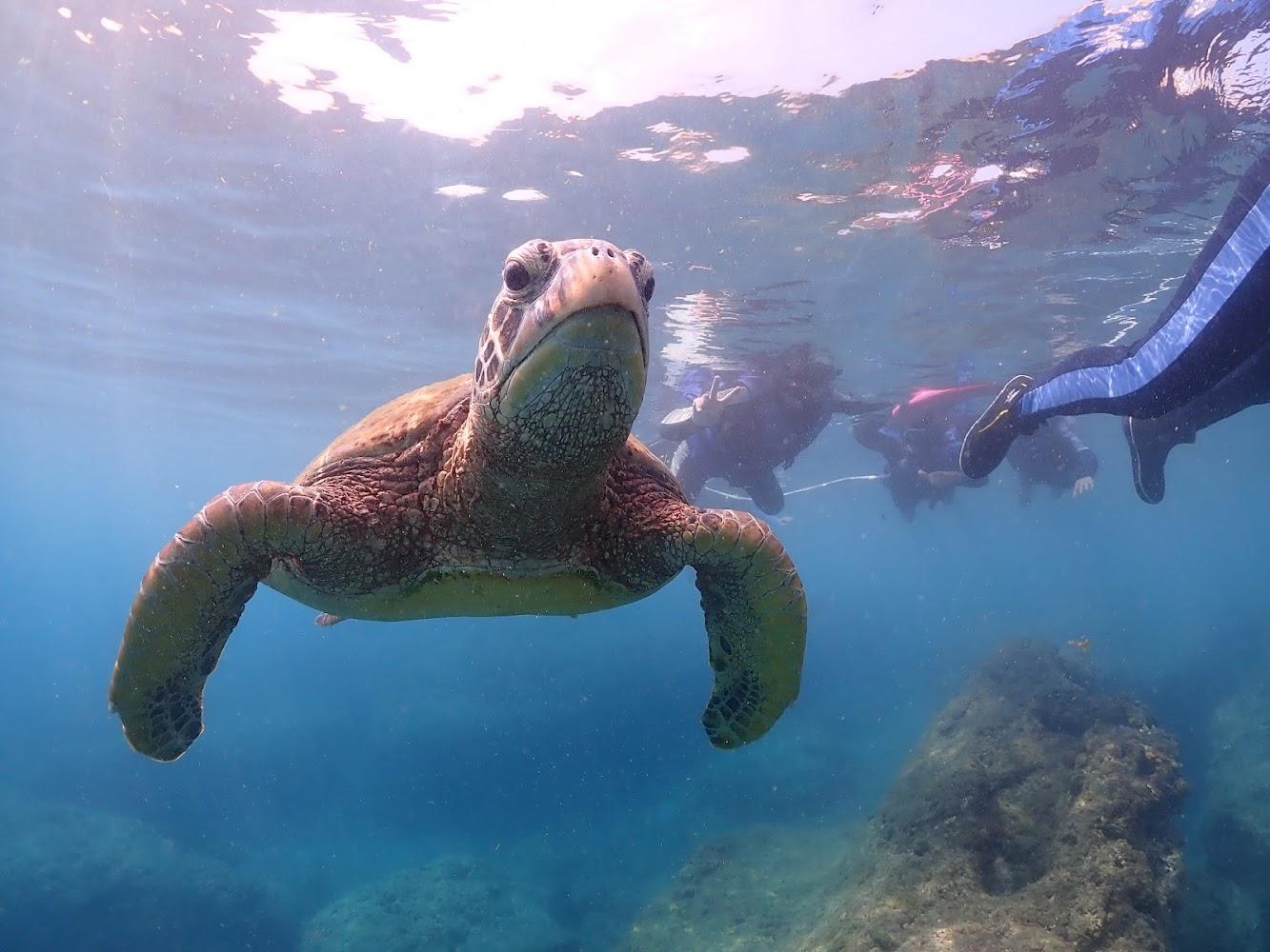 陽光浮潛｜小琉球浮潛價格分析與實用建議
