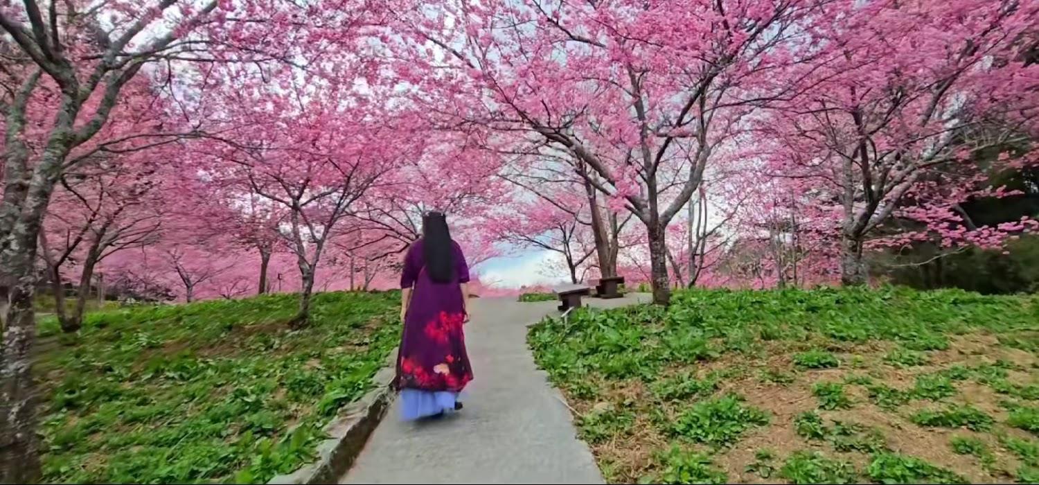 2026福壽山千櫻園櫻花盛開！海拔2100公尺粉紅秘境，高山限定絕美盛宴全攻略