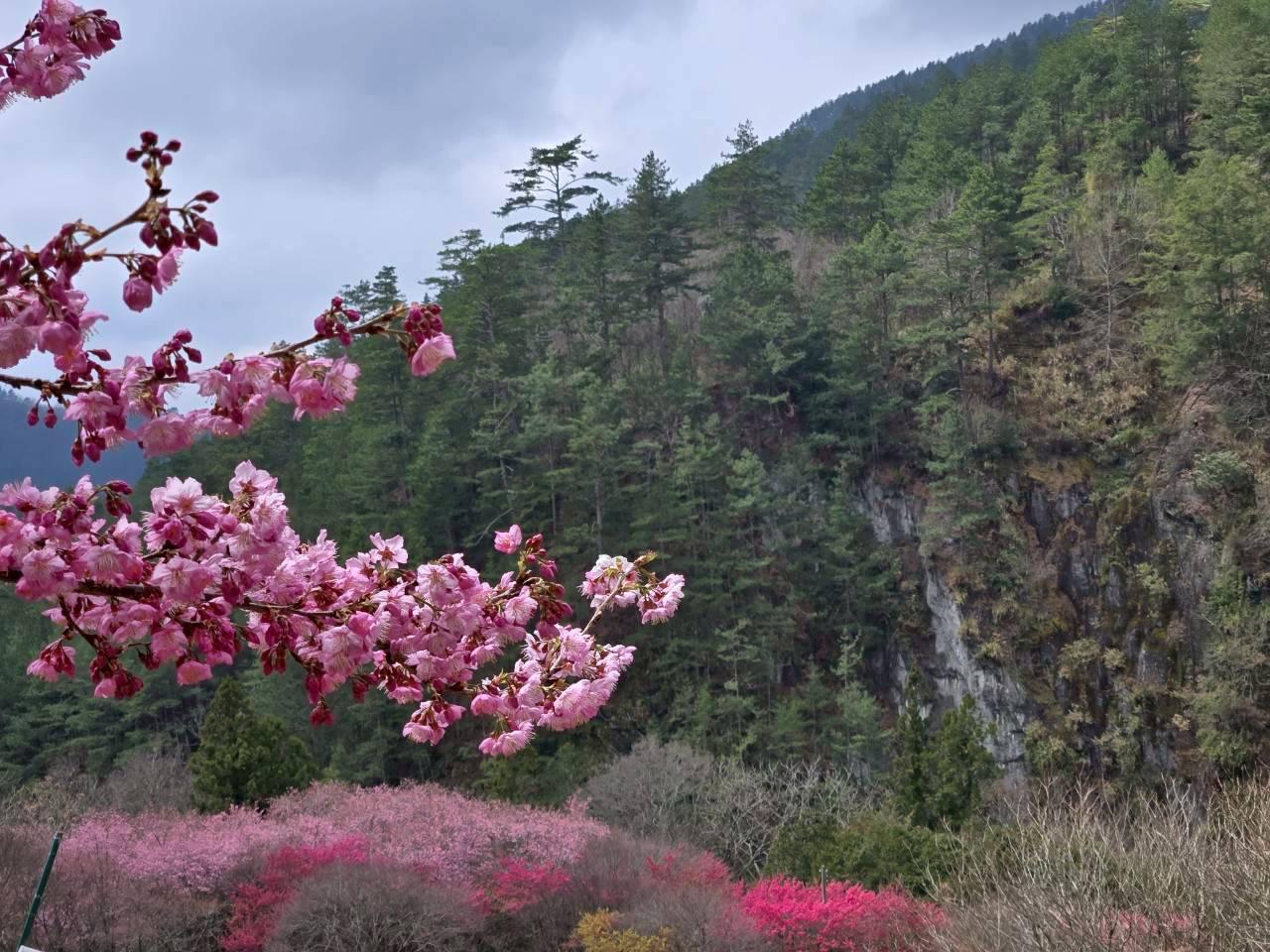 2026武陵農場攻略：走進高山雲霧間，賞櫻花海、楓紅與雪山美景的世外桃源