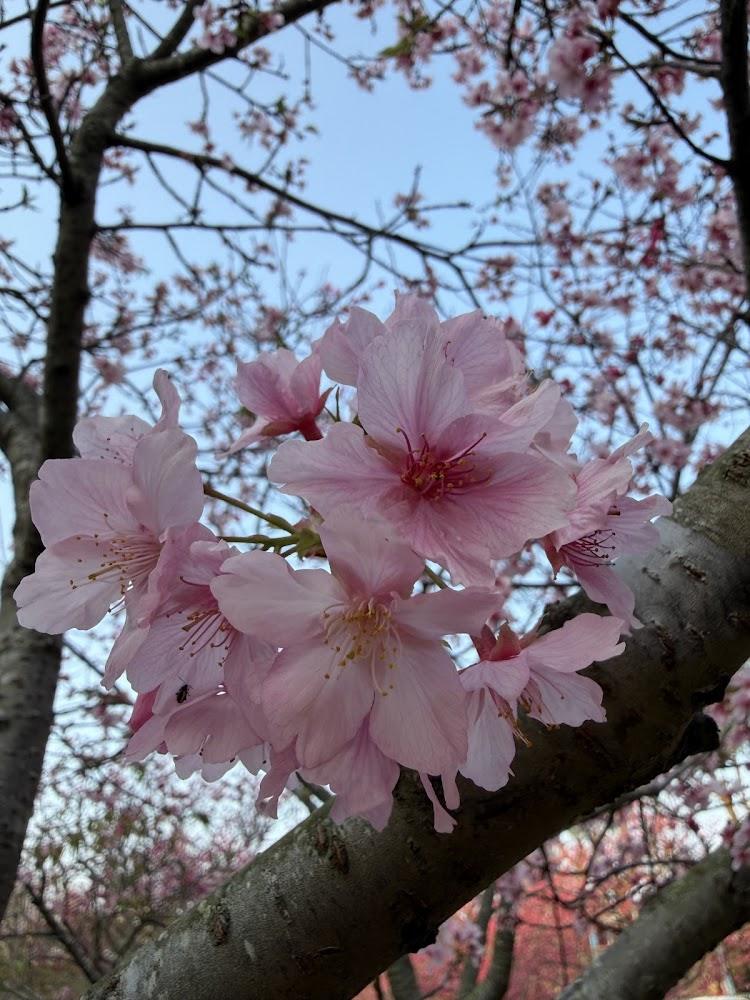 2026 追櫻必看！台中五大賞櫻勝地攻略：中科崴立千坪粉紅海、武陵紅粉佳人浪漫盛開