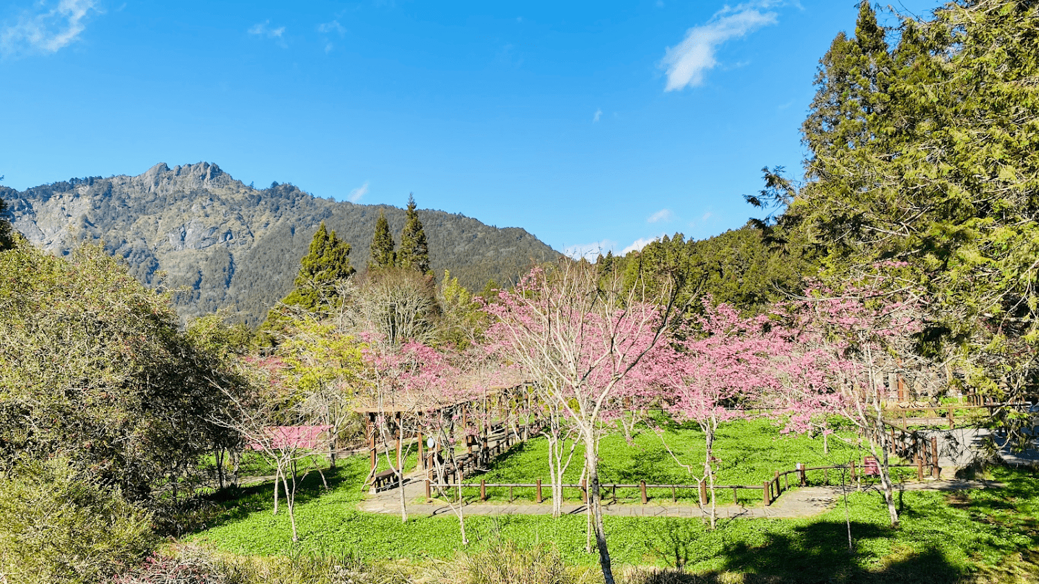 探尋台灣觀光瑰寶：2026 阿里山國家森林遊樂區，從五大奇景到林業遺產的療癒之旅