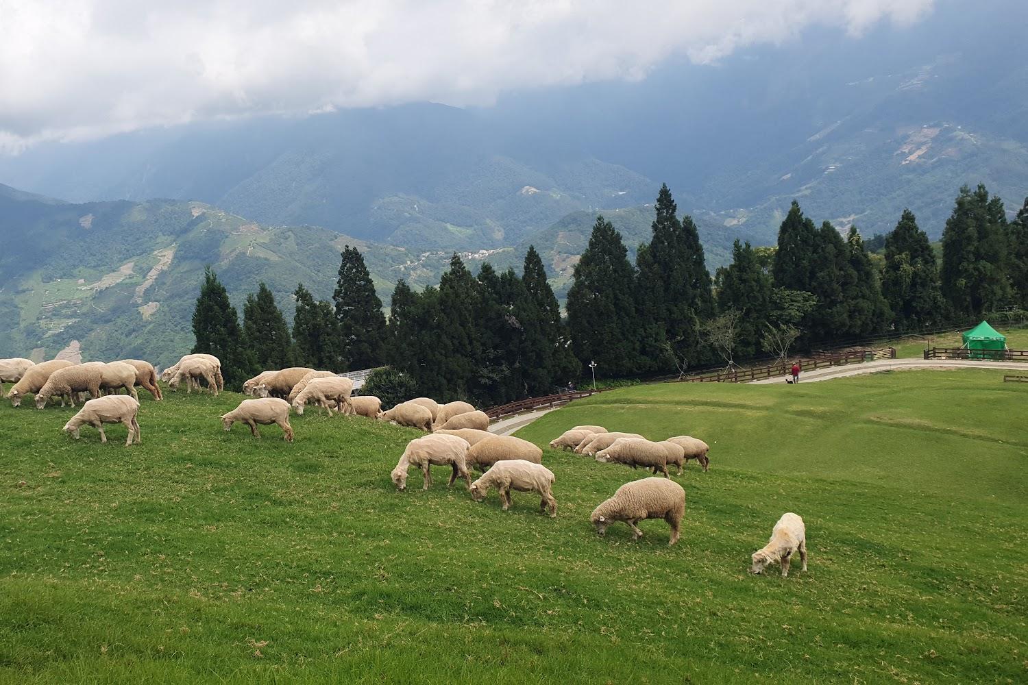 2026清境農場全攻略：走進「台灣阿爾卑斯山」體驗高山牧場、雲南美食與歐式城堡浪漫