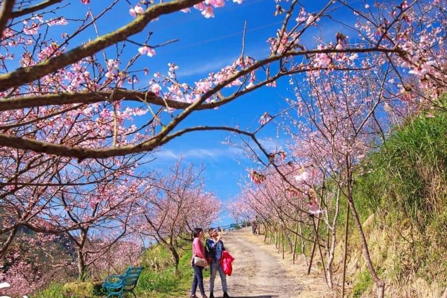 回顧 2025 北台灣賞櫻天花板：三峽大熊櫻花林 4,000 棵粉紅花海震撼全台