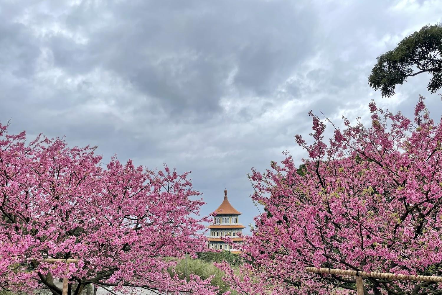 2026淡水天元宮櫻花季：粉紅花海與圓形天壇交織的夢幻盛宴，賞櫻攻略全集