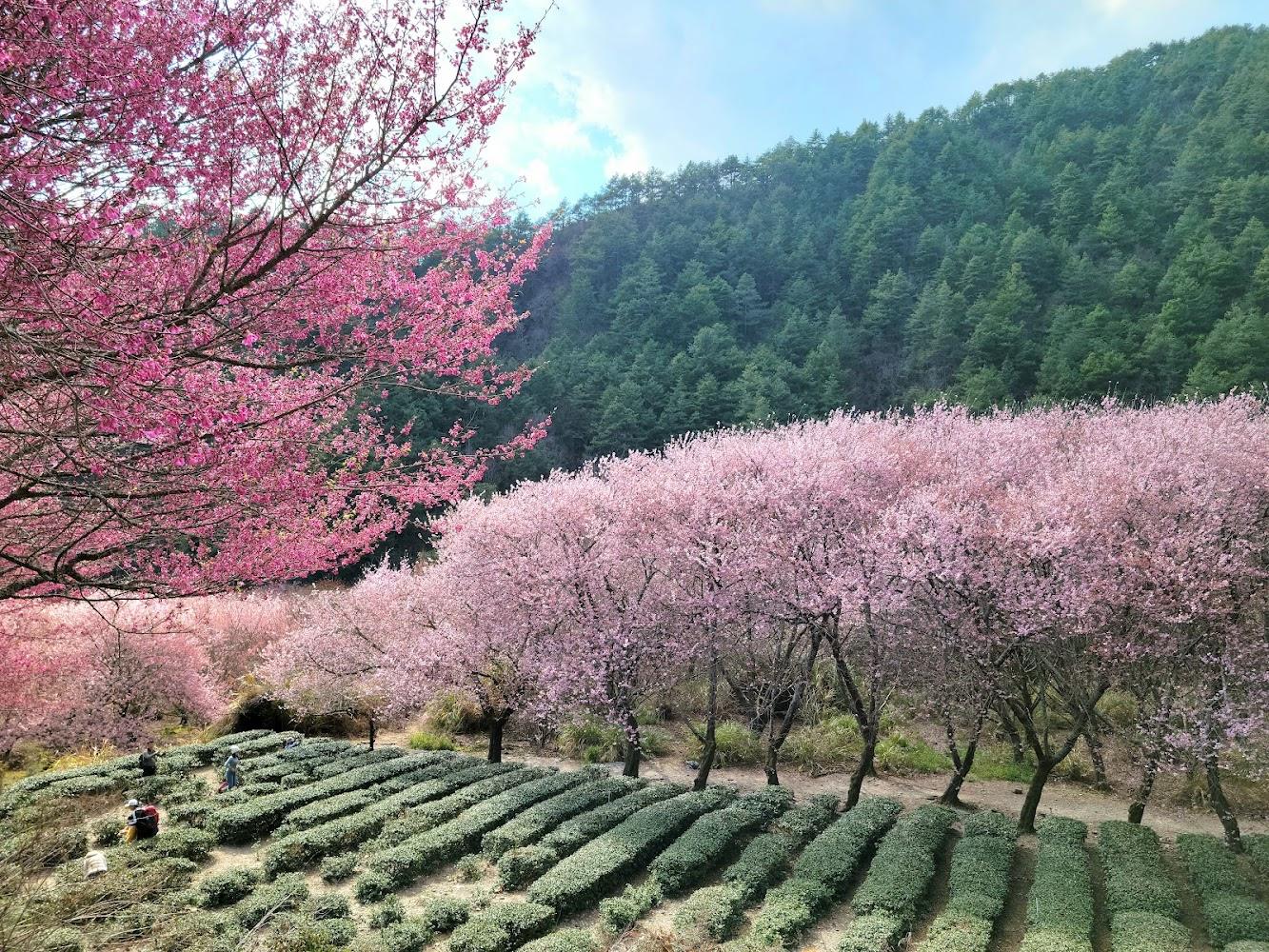 2026武陵農場全攻略：漫步雲端森林，探訪四季花海與高山度假勝地