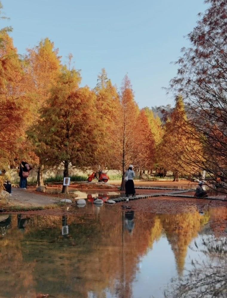 2026全台落羽松秘境地圖：后里羽粼夢幻水映、三灣水上森林，冬日限定金紅隧道全攻略