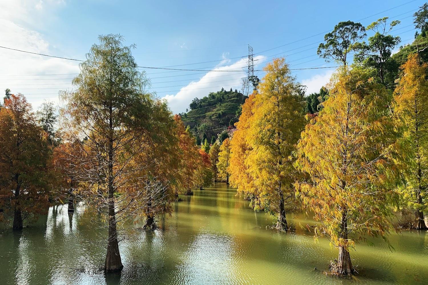 2026 苗栗三灣落羽松秘境：絕美「水上森林」紅黃漸層浪漫盛開，交通與觀賞攻略全解析