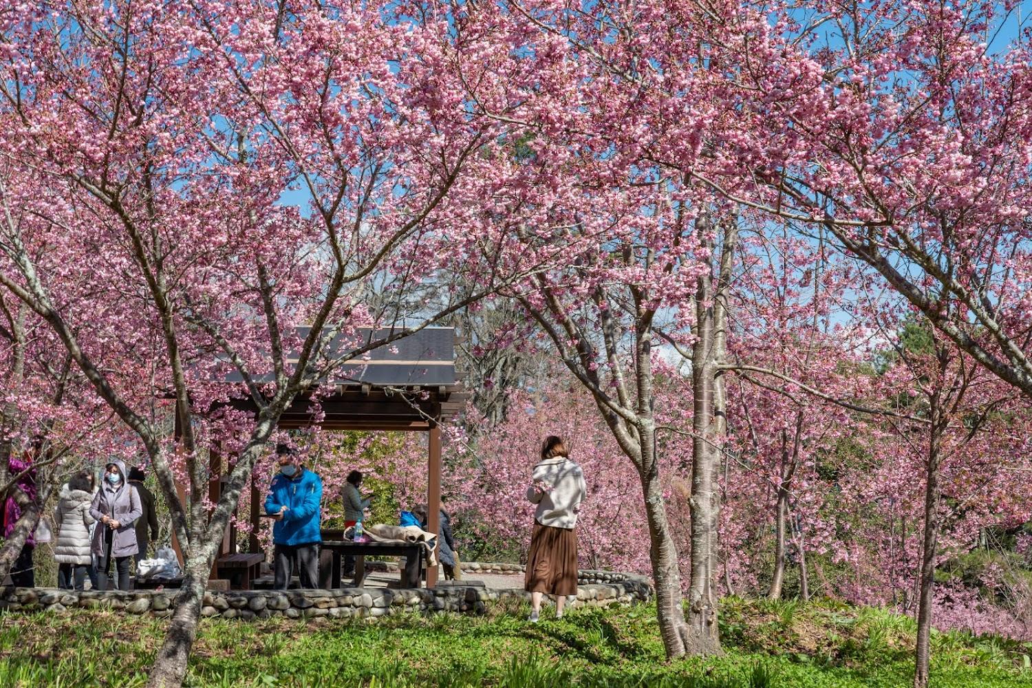 2026福壽山農場千櫻園櫻花盛放！海拔2100公尺粉紅花海接力綻放，最新賞櫻攻略全覽