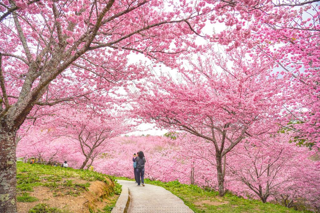 當春霧在福壽山農場千櫻園升起，我沿著高山花期慢慢走進滿山櫻色