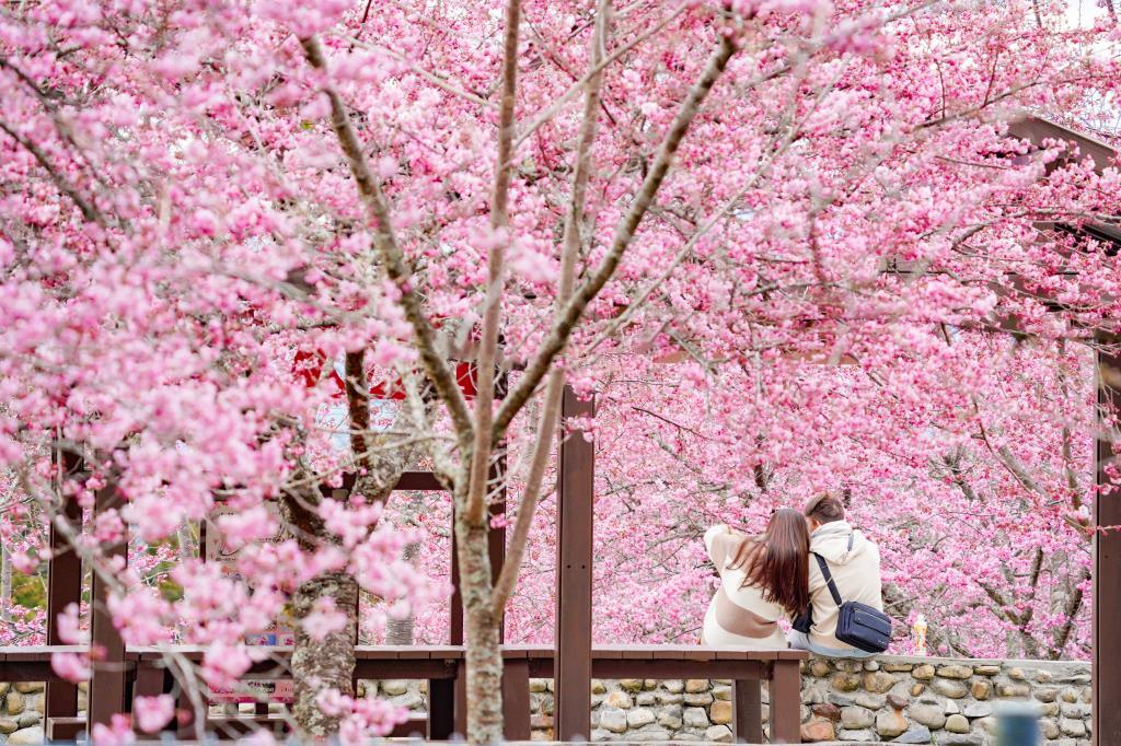 沿著山路上梨山福壽山農場千櫻園，在兩千公尺櫻花海中迎接微涼春光