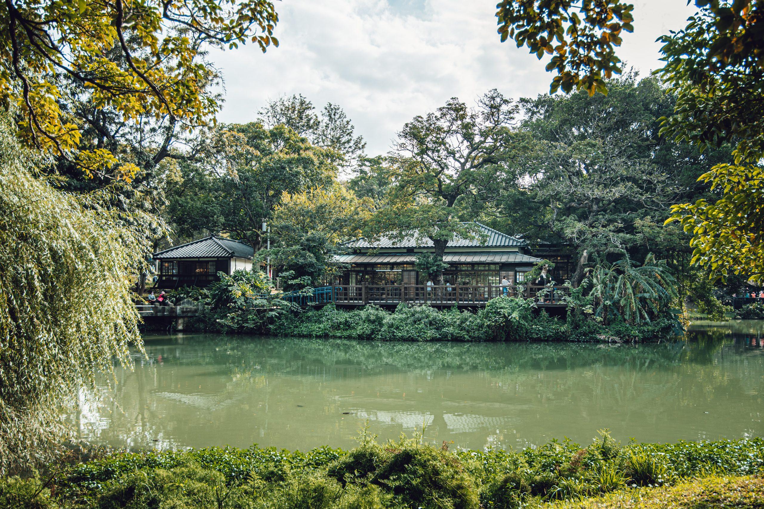 新竹公園櫻花盛開與綠意交織的休閒美景