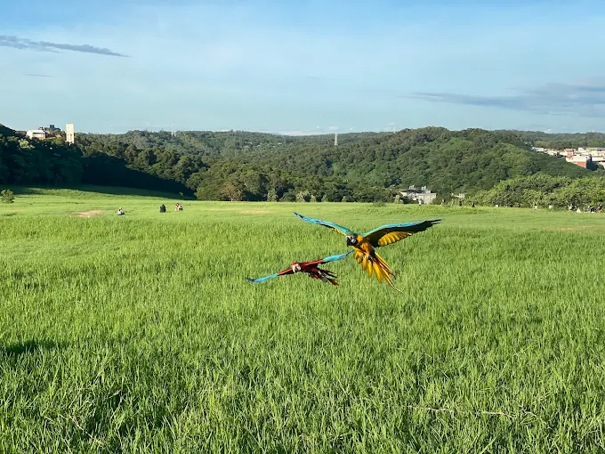 十九公頃青青草原廣闊的草地與溜滑梯設施