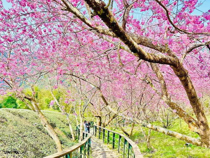 八卦茶園內的昭和櫻盛放，粉嫩花瓣與遠方的深綠茶樹形成強烈對比，美不勝收。