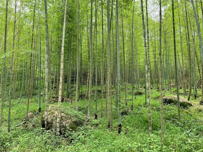 沿著南投鹿谷竹林秘境往山裡走遇見孟宗竹林的靜靜風聲
