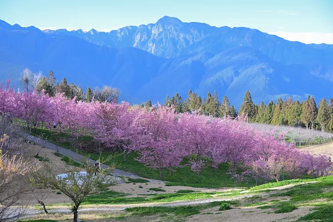沿著山路上梨山福壽山農場千櫻園，在兩千公尺櫻花海中迎接微涼春光