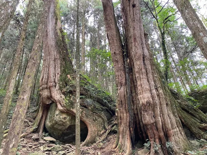在阿里山二萬平的月台邊等夕陽，雲海與黑森林悄悄展開