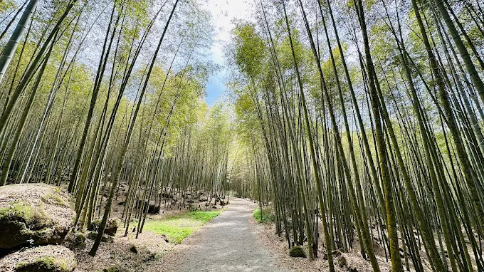 沿著南投鹿谷竹林秘境往山裡走遇見孟宗竹林的靜靜風聲