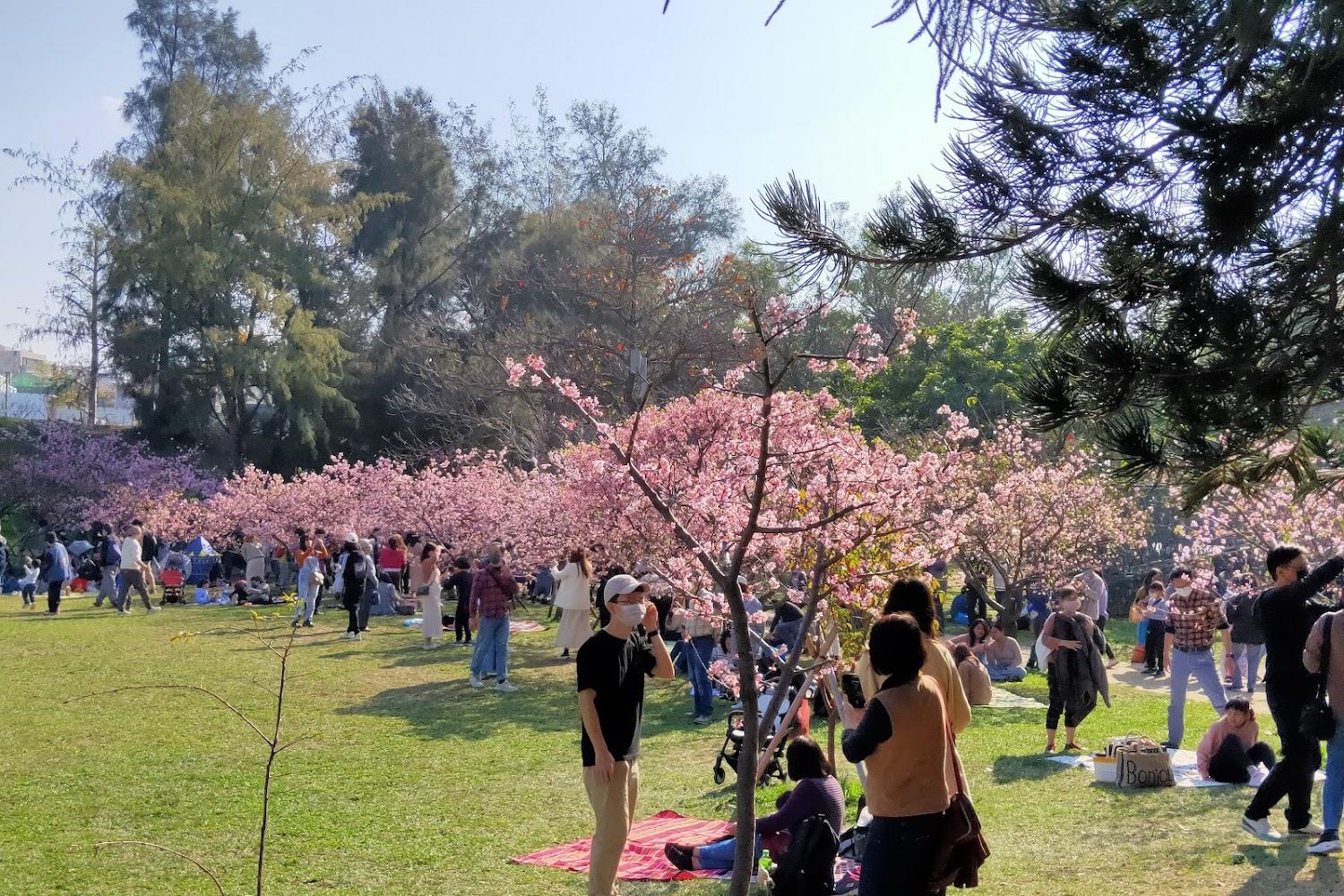 新竹公園櫻花與建築