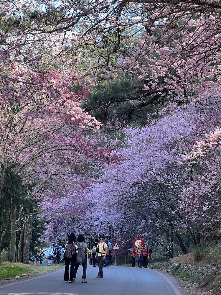 武陵櫻花絕美景色