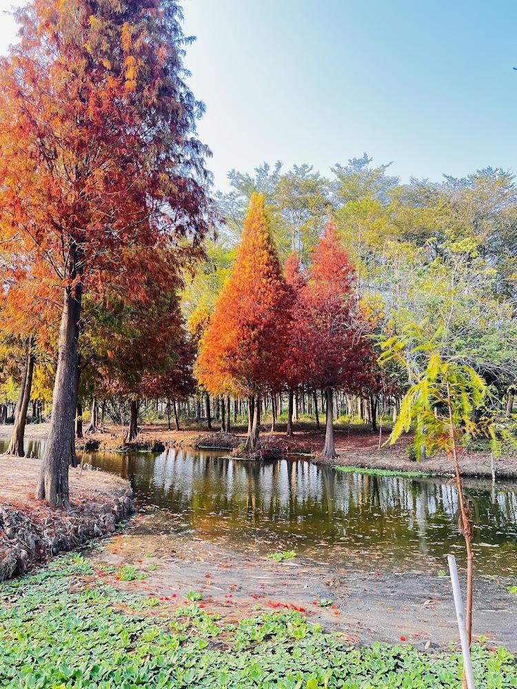 魚寮落羽松美景