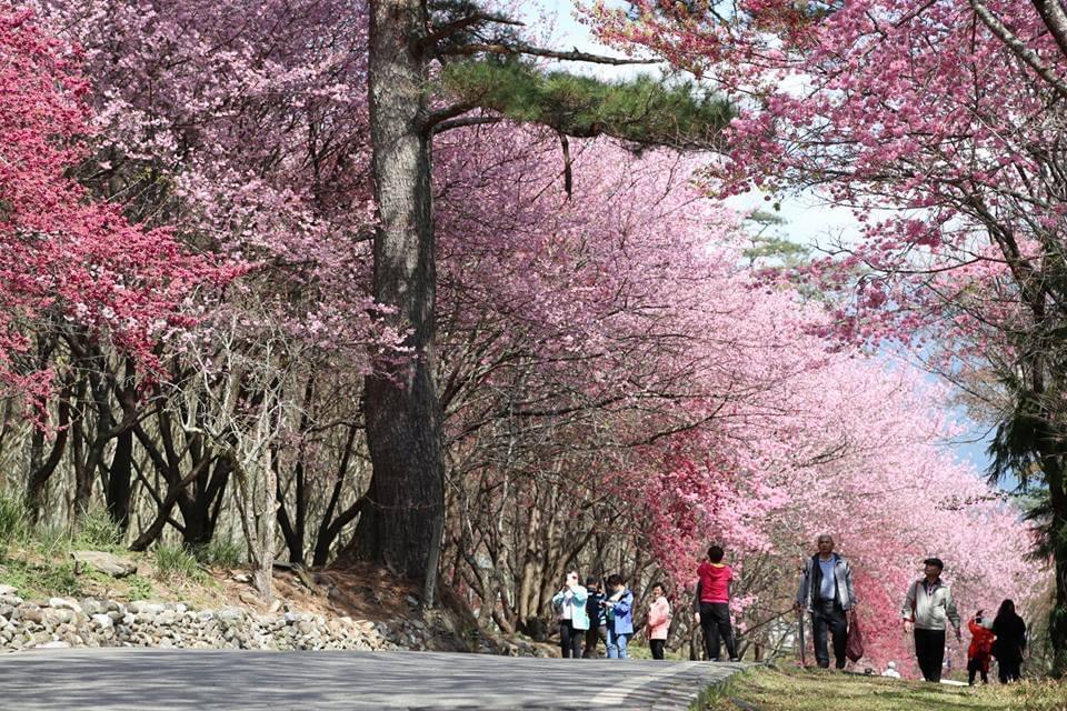 古松櫻花帶美景