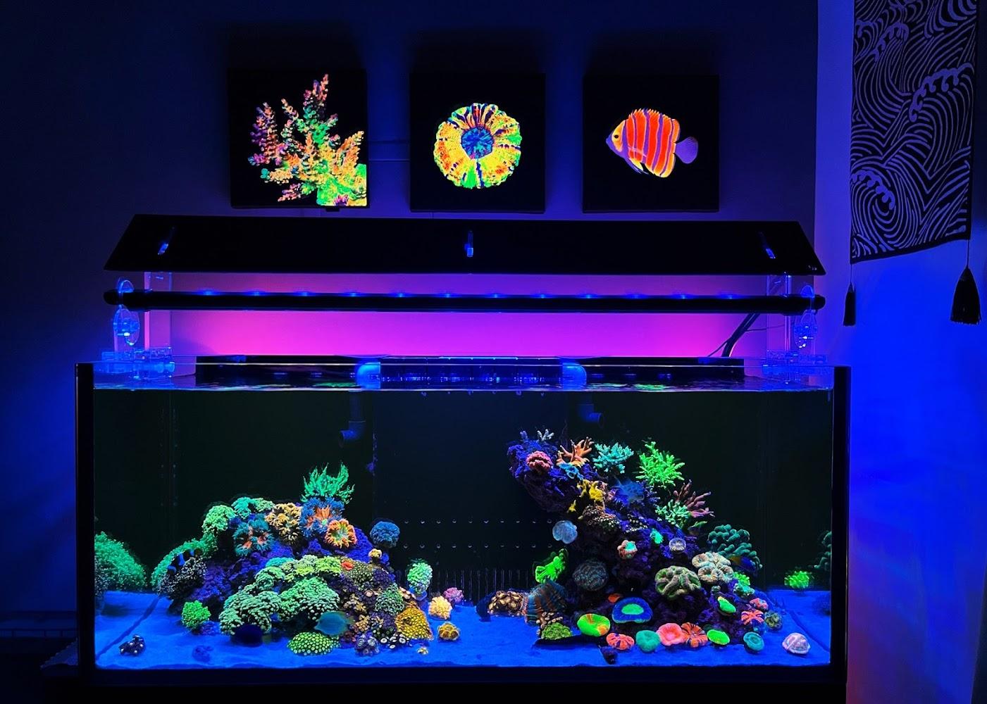 海洋工坊精緻水族展示