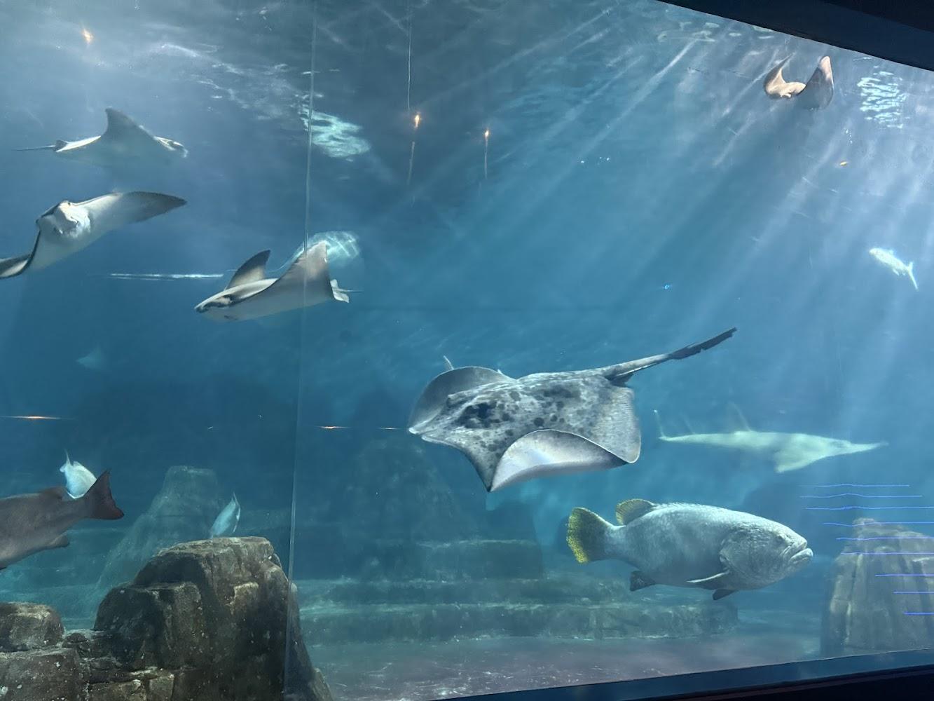 探險島水族館