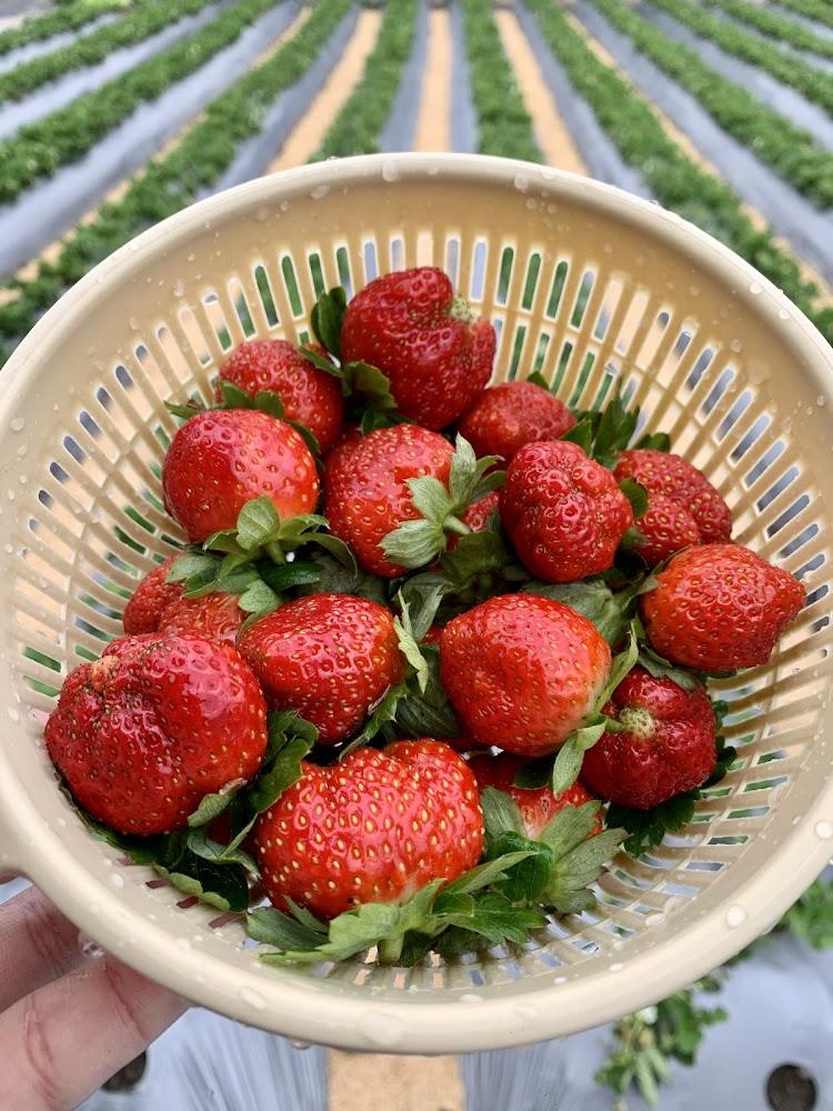 大湖草莓果園