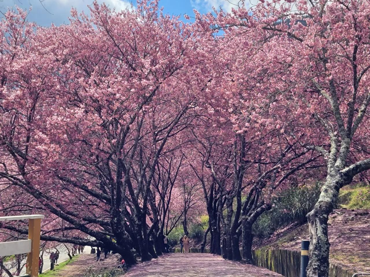 古松櫻花帶美景