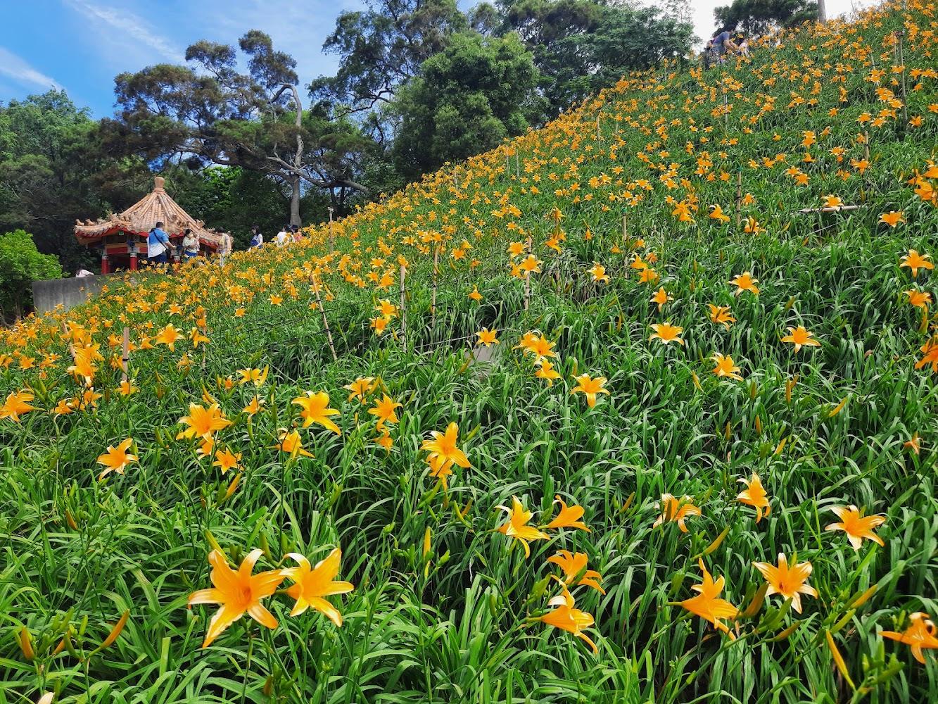 虎山巖金針花盛開