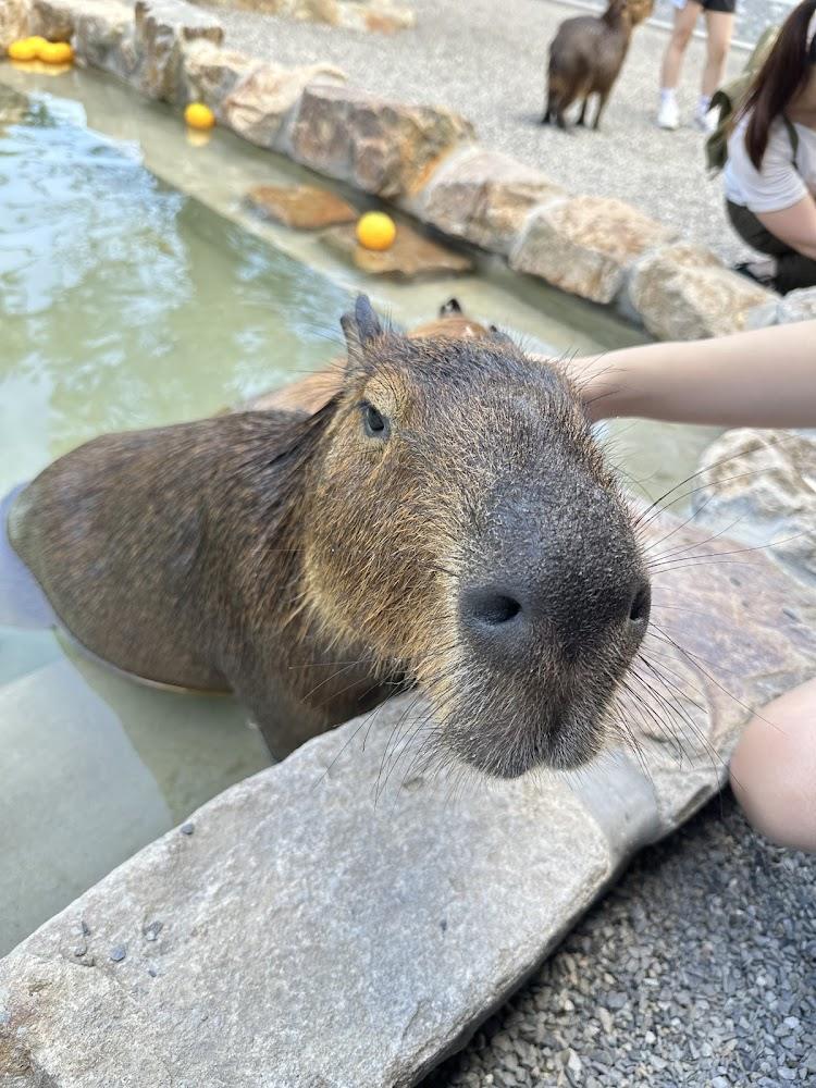 張美阿嬤農場動物園區