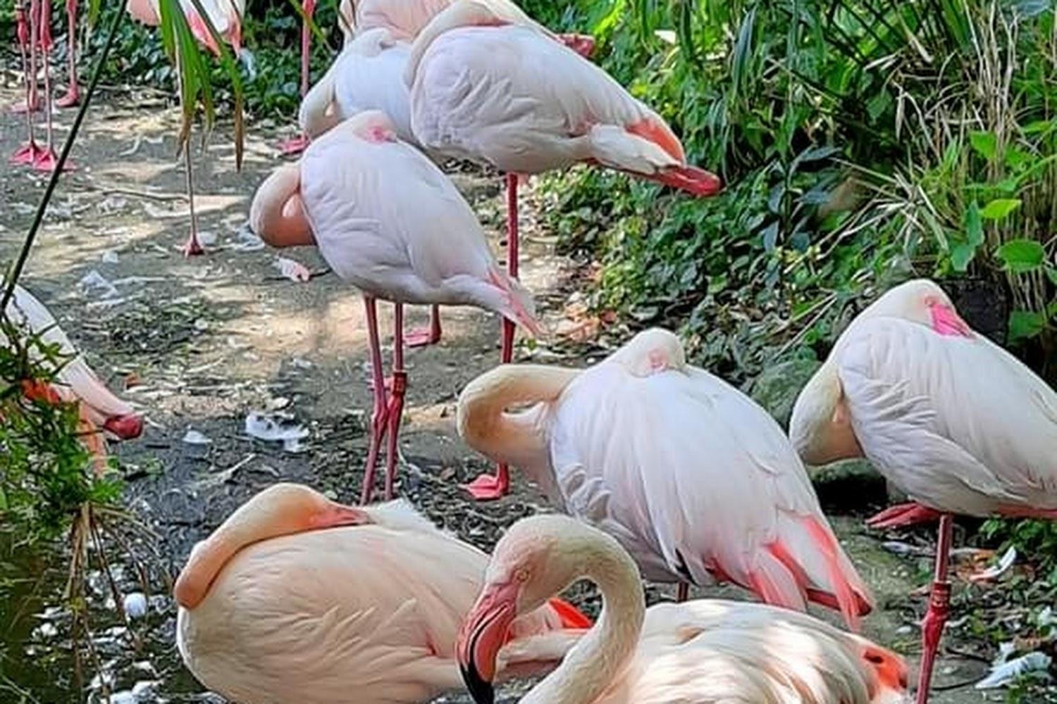 鳥園
