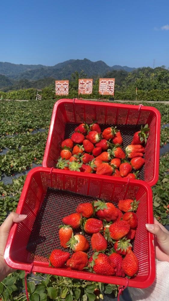 來來牛奶草莓園