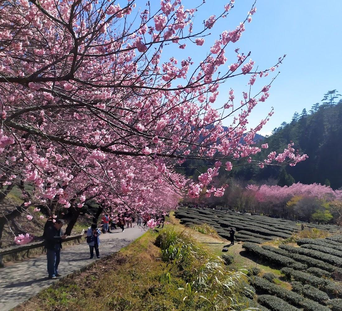 武陵農場茶園步道櫻花