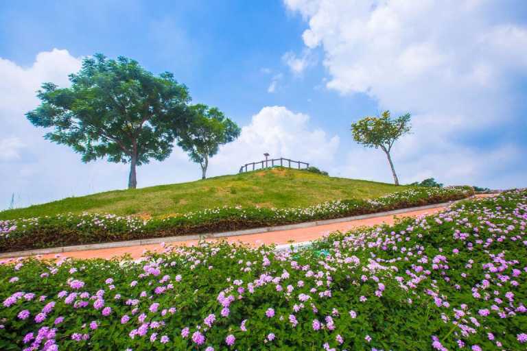 在台中后里花田綠廊，看見花海與天空交織的畫面，感受城市近郊的景色