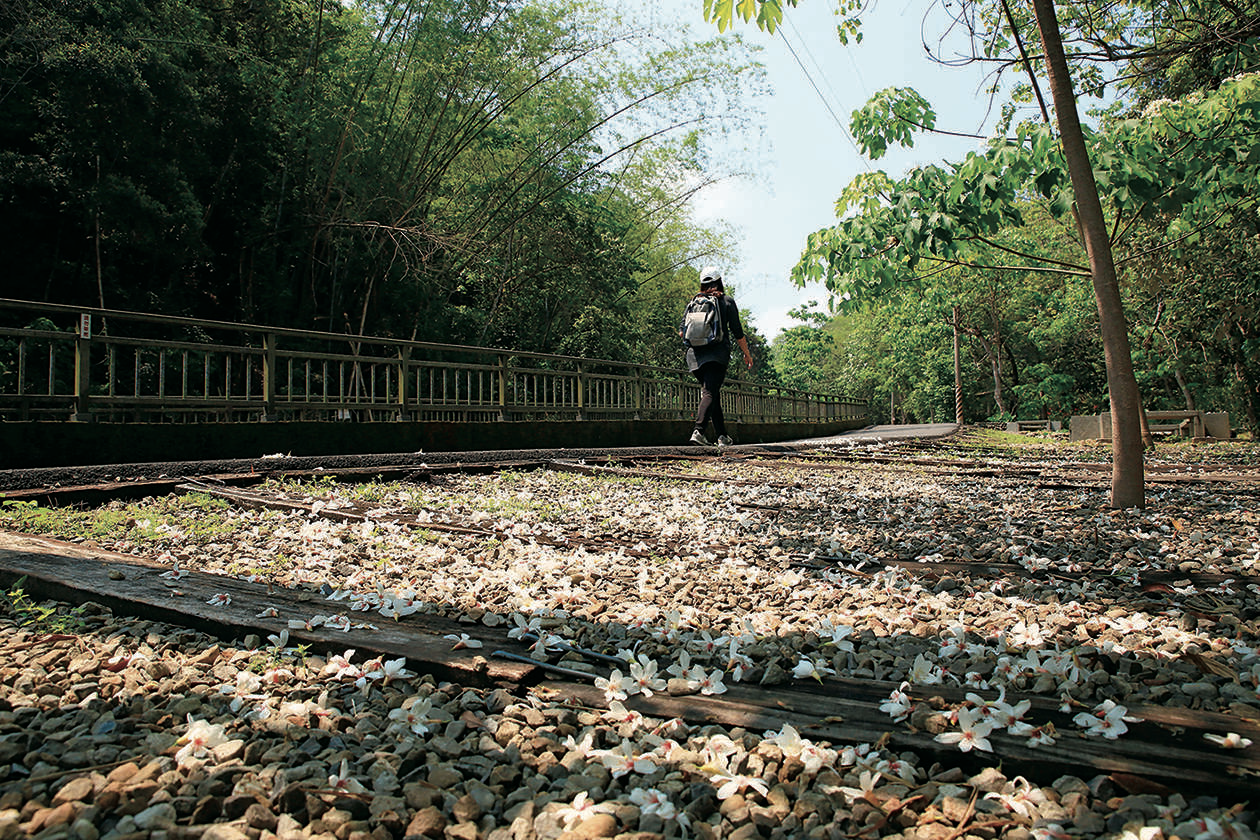 沿著彰化挑水古道散步,在古井與山林,看見五月雪鋪滿步道的詩意畫面