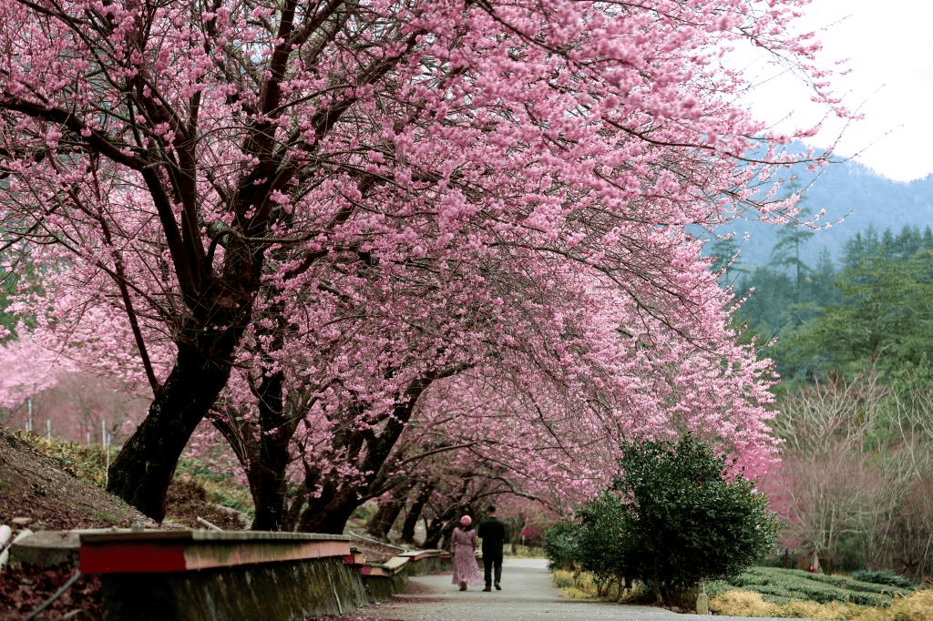茶園步道櫻花隧道