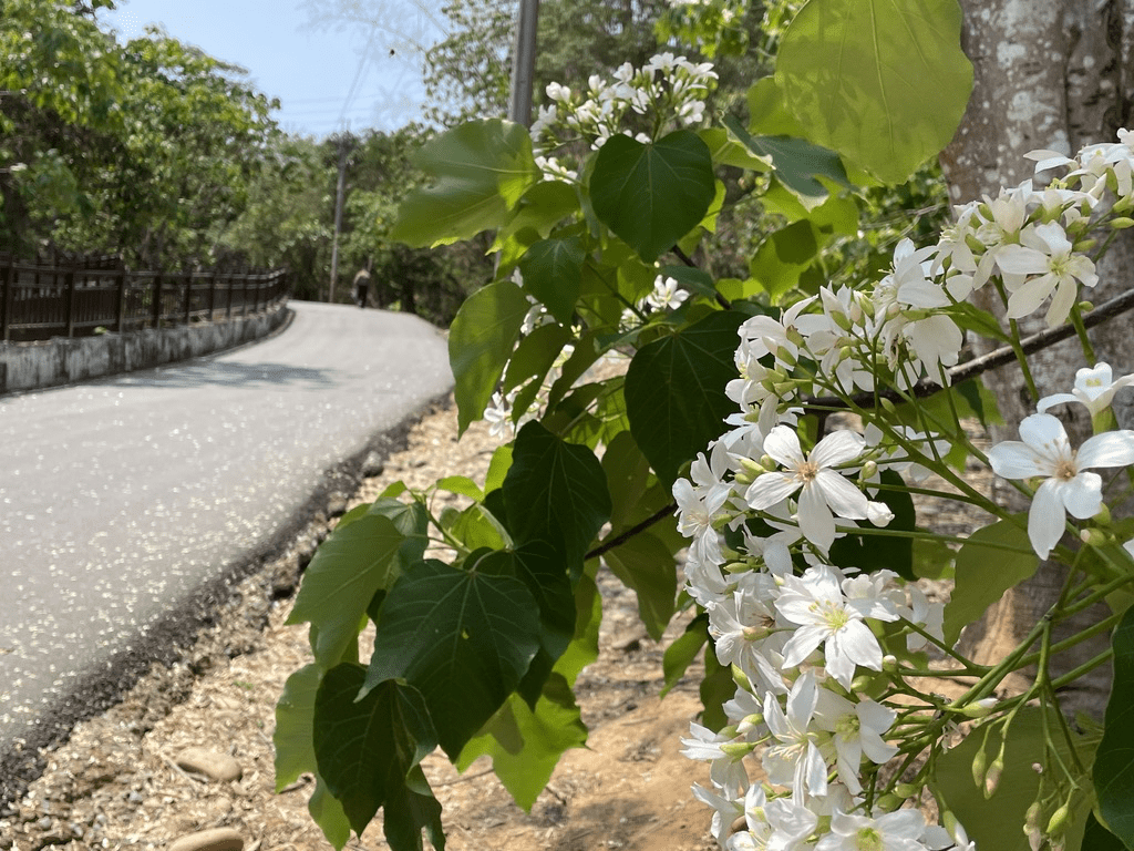 沿著彰化挑水古道散步,在古井與山林,看見五月雪鋪滿步道的詩意畫面