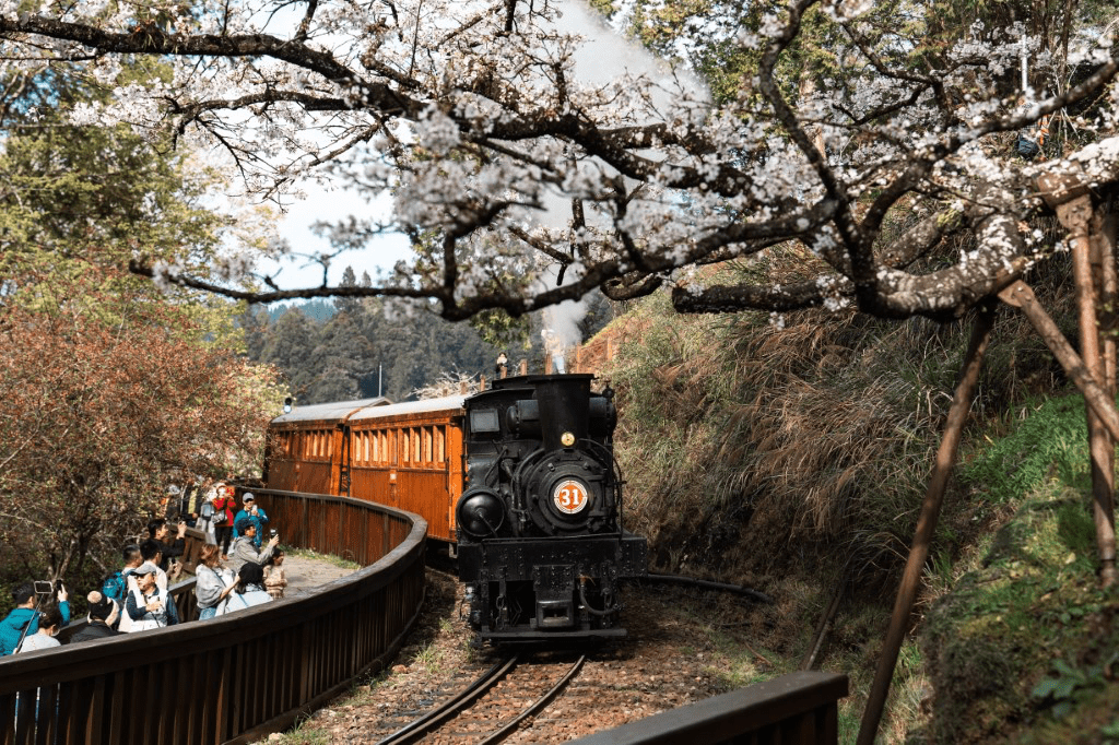 沿著沼平車站櫻花鐵道慢慢旅行，在阿里山櫻花季看見最詩意的粉色風景
