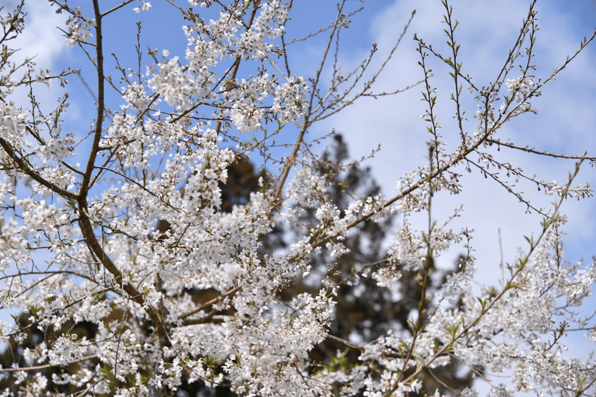 淡粉色的櫻花在藍天下綻放，阿里山的春日氣息撲面而來