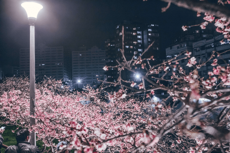 從捷運東湖站出發走進樂活公園櫻花隧道，看台北最浪漫的粉紅春日風景
