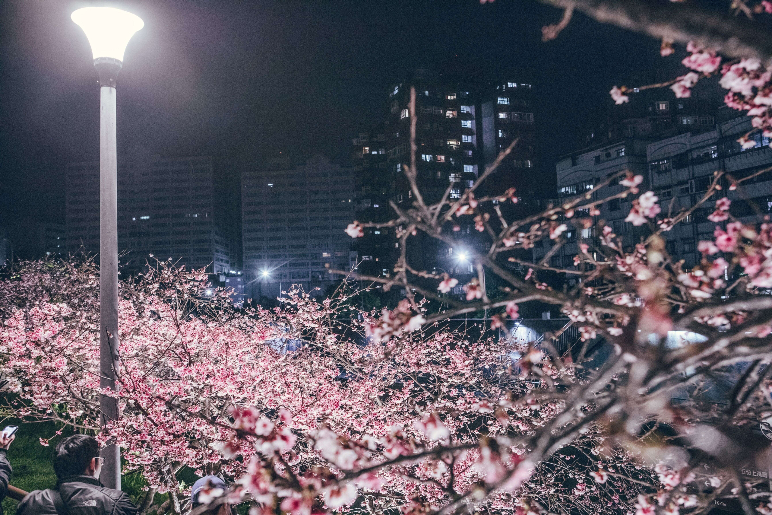 從捷運東湖站出發走進樂活公園櫻花隧道，看台北最浪漫的粉紅春日風景