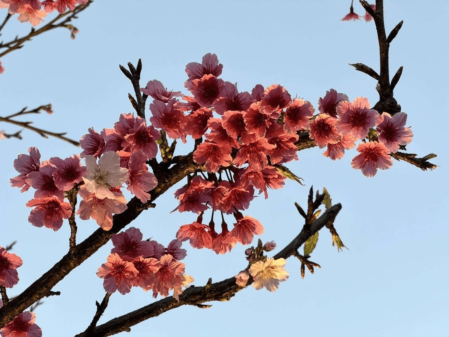 內湖樂活公園櫻花綻放，吸引無數遊客前來朝聖粉紅美景