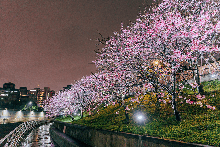 樂活公園內溝溪畔的櫻花步道，是城市中難得的靜謐綠廊