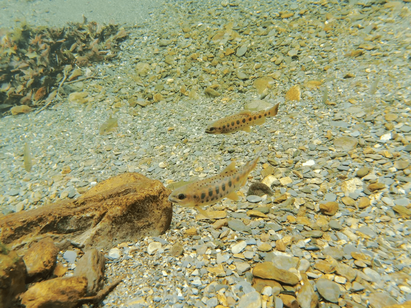 台灣櫻花鉤吻鮭生態中心展示