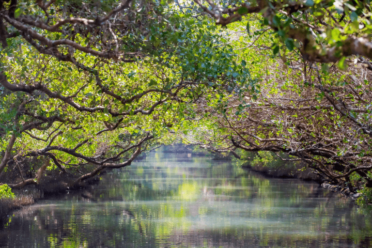 當竹筏緩緩駛入綠色隧道，台江把天空與水面交織成一幅靜靜流動的風景