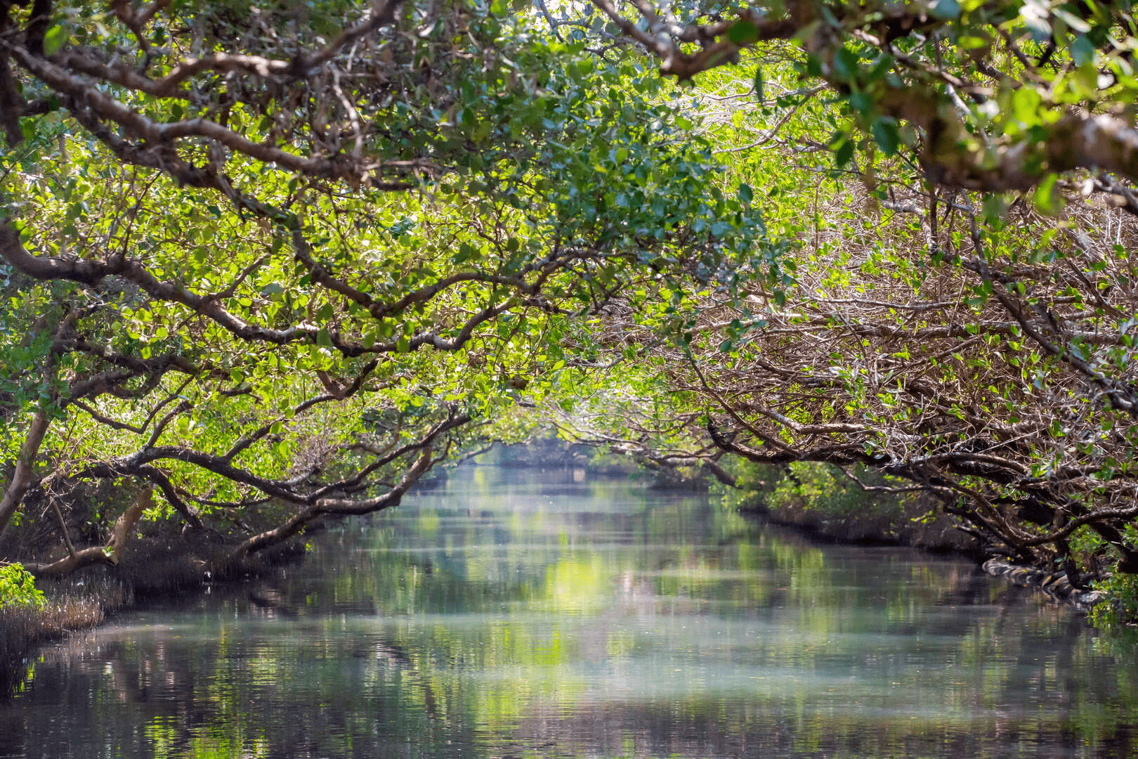 當竹筏緩緩駛入綠色隧道，台江把天空與水面交織成一幅靜靜流動的風景